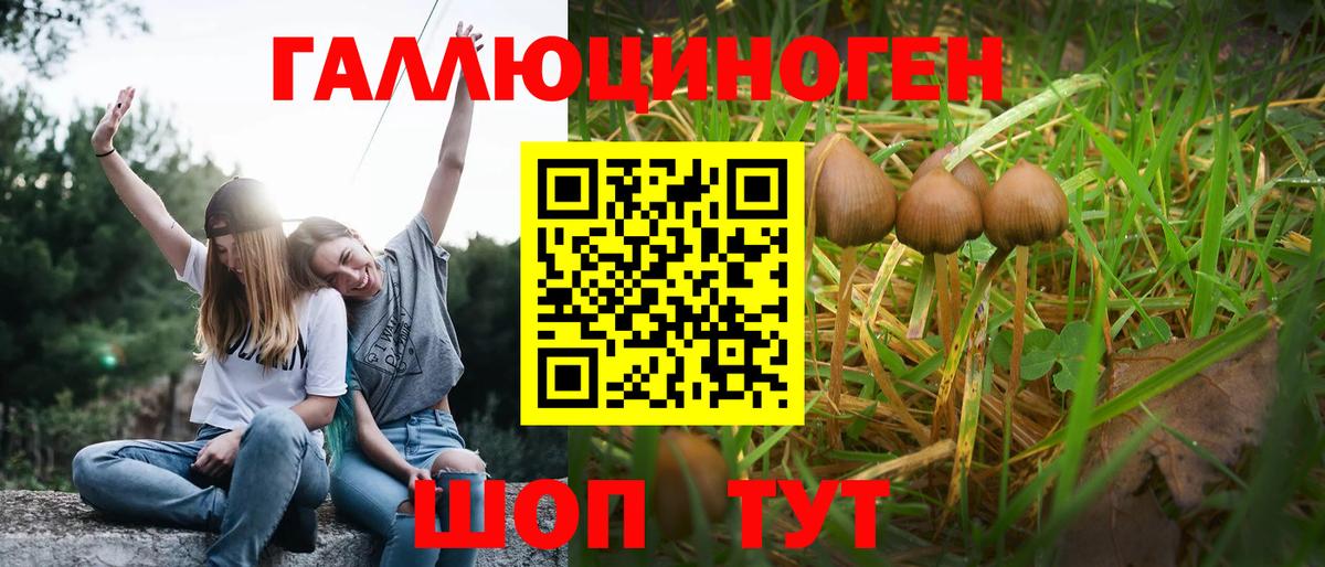 Псилоцибиновые грибы Psilocybine cubensis Кисловодск
